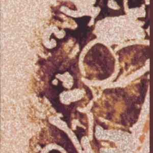 کتاب شمس و طغرا کد P22126